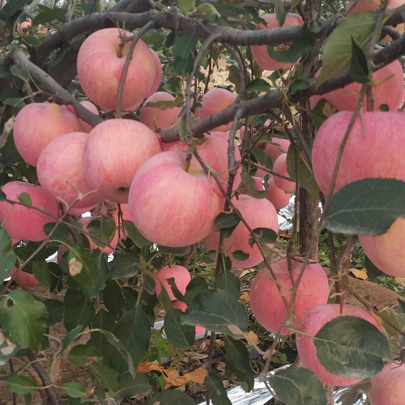 好坏苹果怎么区分?关于买烟台红富士苹果水果的十大疑惑全解答