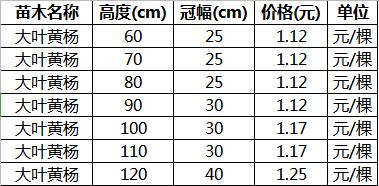 2020年10月16日非常新的山东大叶黄杨苗的价格表-图片：