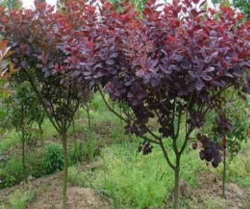 15-20公分的紫叶李苗木