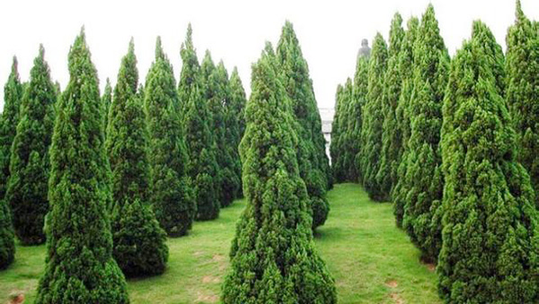 绿化苗木龙柏树常见病虫害的治理方法。