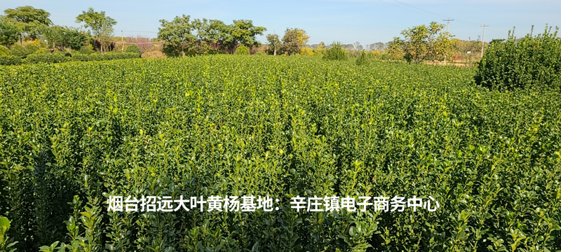 山东大叶黄杨小苗价格高度50公分-60厘米-80公分-1米
