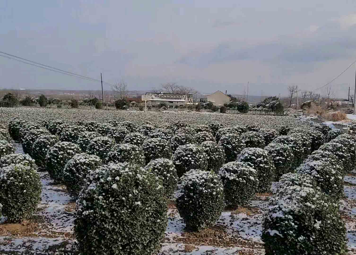 大叶黄杨防寒,北方大叶黄杨球