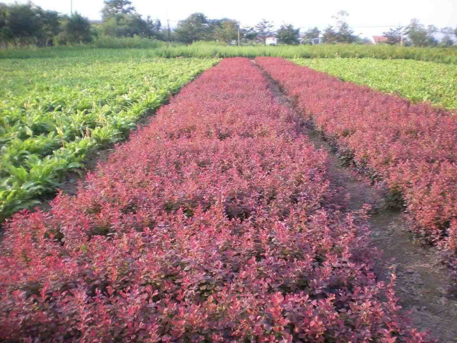 红叶小檗,紫叶小檗
