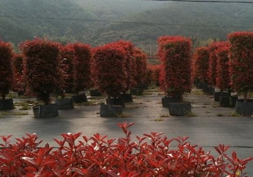 绿化苗木红叶小檗怎么读?它长什么样子?适合室内养殖吗?  