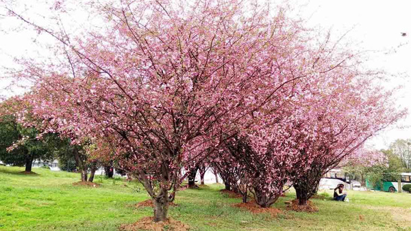 西府海棠树的价格是多少?2020年八棱海棠树苗苗木的价格报价?