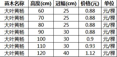 冬青小苗价格