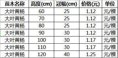 冬青小苗价格