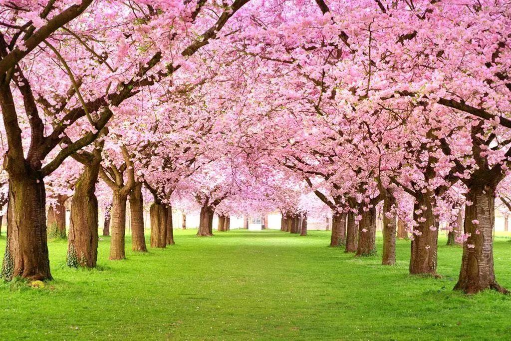 山东烟台苗木基地分享带有樱花树的诗词句子有哪些?