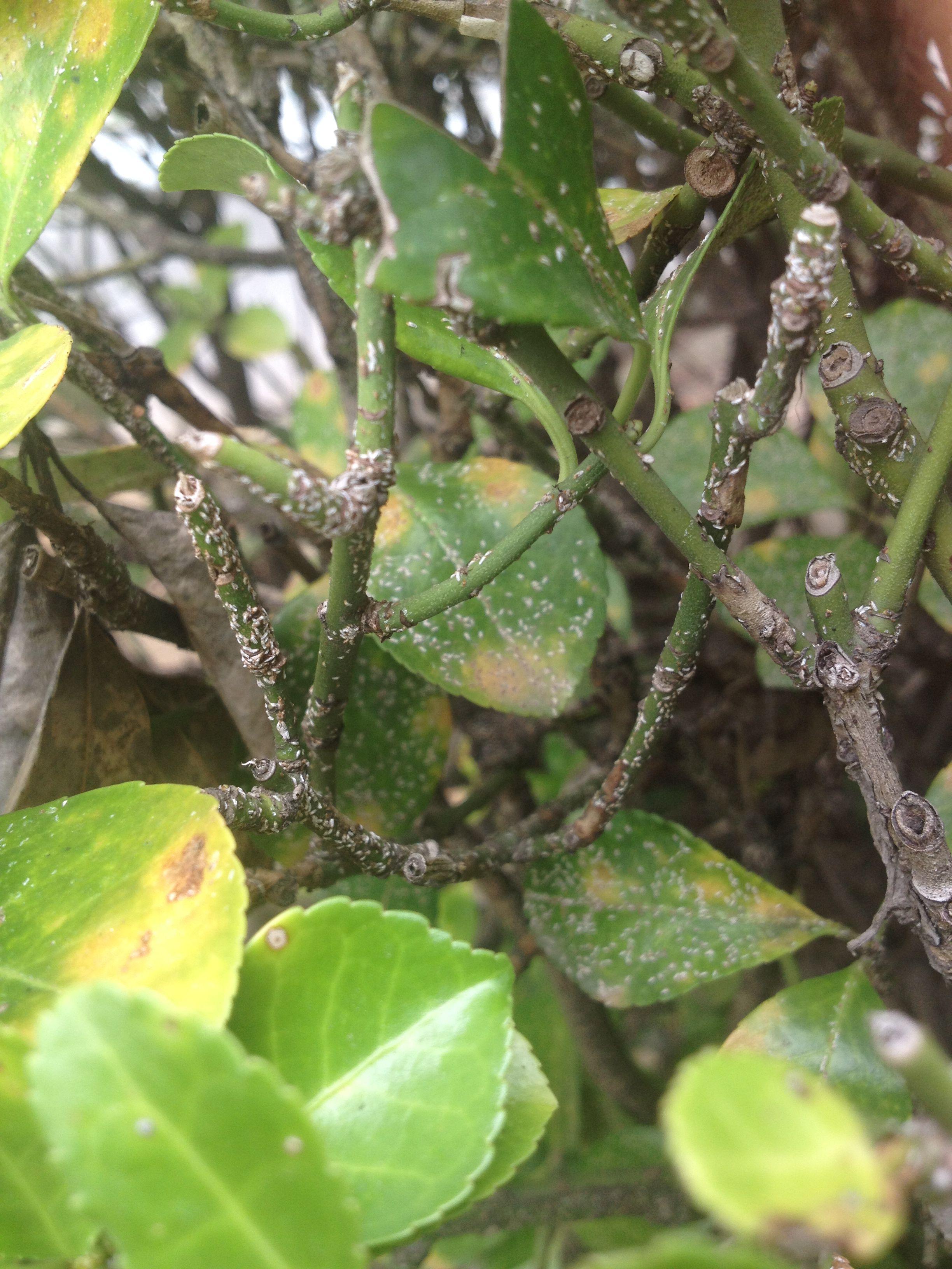 大叶黄杨苗木蚜虫害的预防和治疗方法