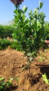 如何更好地种植大叶黄杨，常用到的肥料