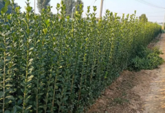 北海道黄杨苗木1.2米-2米之间各规格价格