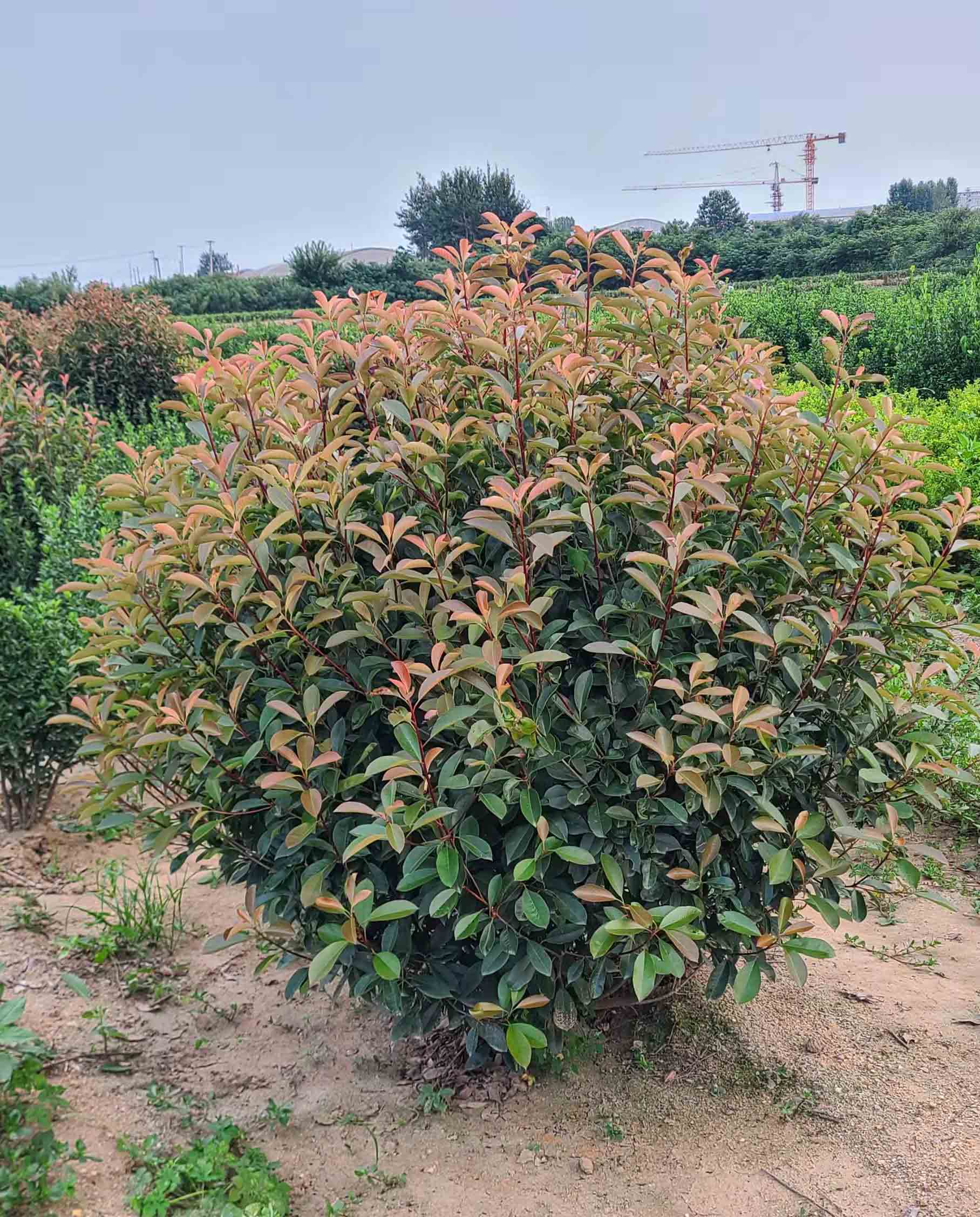 红叶石楠球,山东红叶石楠基地